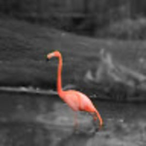 Meet your Posher, Isla.